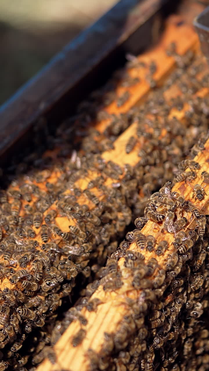 Top of the hive without lid with a lot of bees. Beekeeper taking the beehive frame out of the hive and inspects it. Busy bees crawling and roaming inside the hive. Vertical video