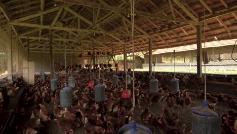 stabilized image of a chicken coop with happy free-range brown chickens, where eggs are produced in a farm of brazil