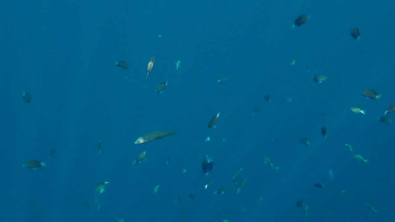 다채로운 열대 산호초