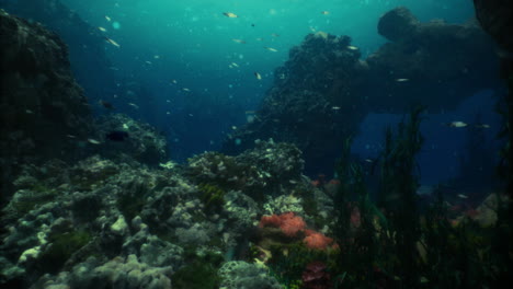 vibrant underwater ecosystem teeming with marine life at coral reef