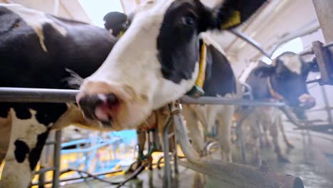 Milking-process-at-dairy-factory.-Holstein-cow-head-on-milking-machine