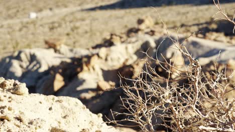 View-of-a-desert-shrub-then-tilt-up-and-focus-pull-to-a-camper-driving-through-a-Mojave-Desert-canyon-dotted-with-Joshua-trees