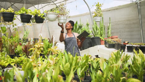 african american woman holding tablet inspecting plants in greenhouse nursery