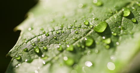 water drops on leaf surface 21