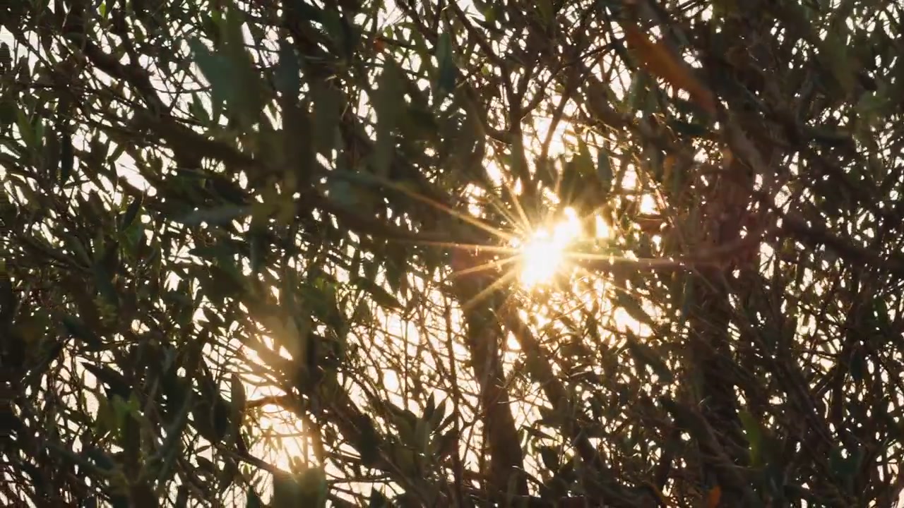 La luce del sole filtra tra i rami di un ulivo creando un luminoso effetto stella