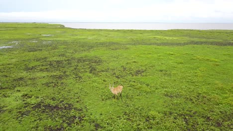 Humedales-Del-Noreste-Argentino-Filmados-Con-Drone