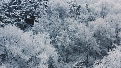 aerial flying close to the snow covered tree tops after a strong blizzard