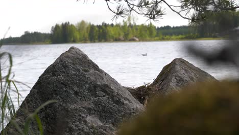 Seagull-standing-on-nest-by-lake-then-takes-off-flying