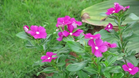 purple flowers moved in the wind