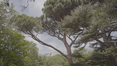 forest canopy with pine and cedar trees