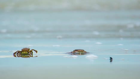 Small-Crab-Approaching-a-Bigger-Crab-on-a-Beach-Swept-by-Waves