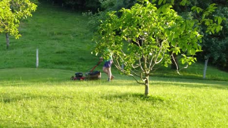 Man-arranging-his-lawn-between-trees-with-his-red-hand-pushed-lawn-mower