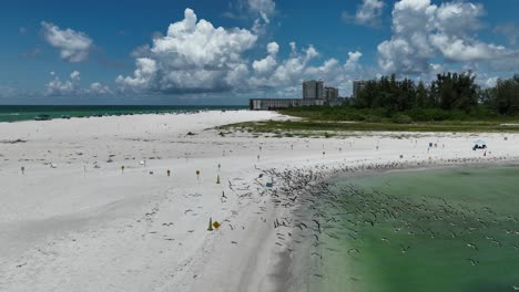 skimmers in flight drone view