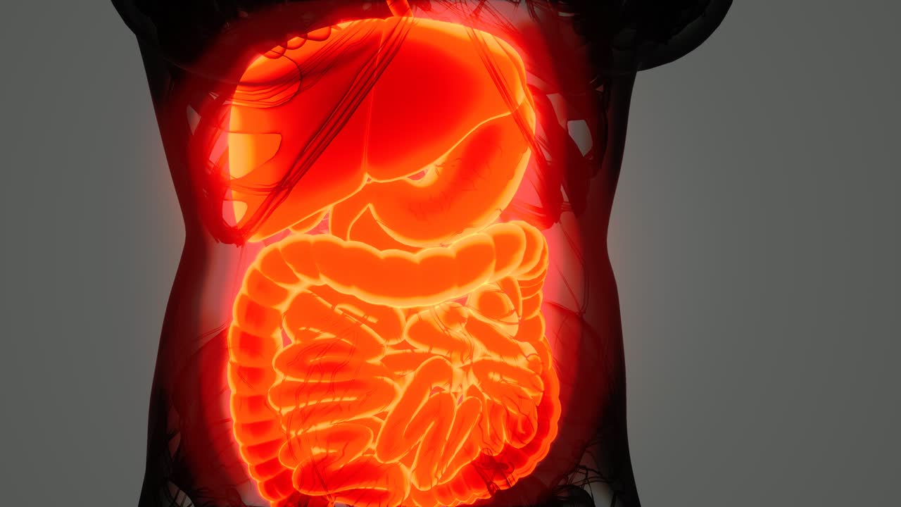 anatomía detallada del sistema digestivo humano