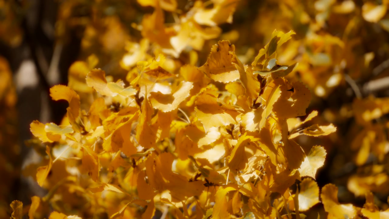 Golden leaves swaying in the wind