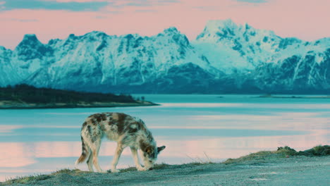 absolutely stunning shot of a husky collie dog sitting to enjoy the view