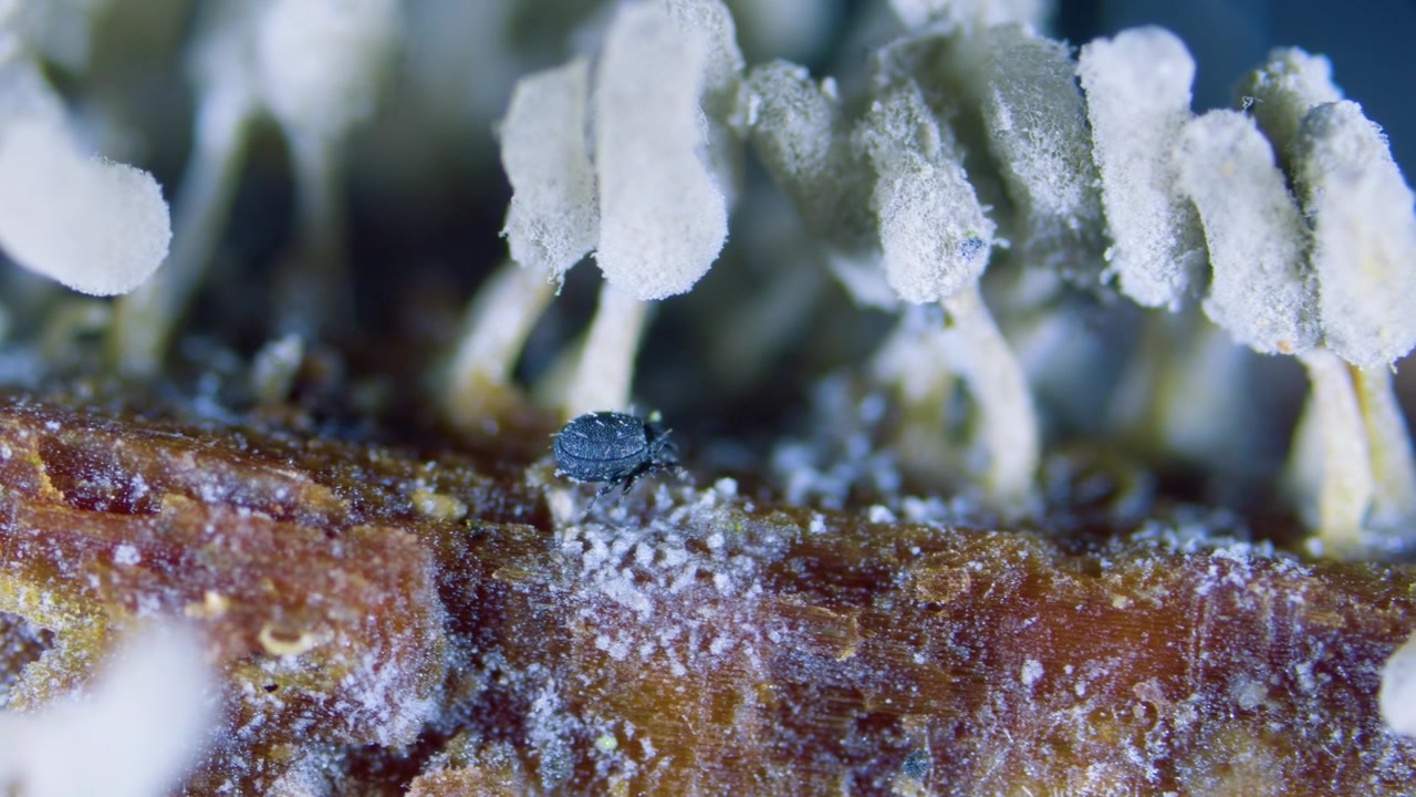 Specie sconosciuta di acaro del suolo Acarina e sporangi di muffa melmosa al microscopio