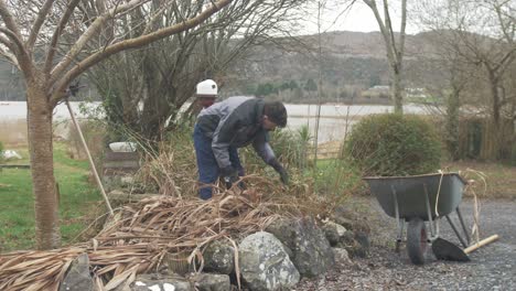 young man landscaping removing dead plants from country garden