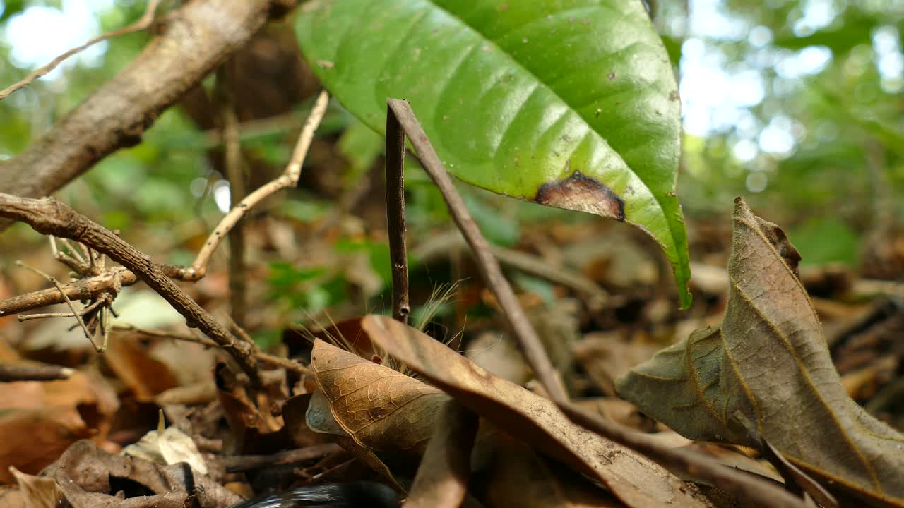 escarabajo pelotero arrastrándose bajo el follaje en el fondo del bosque