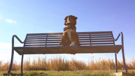 dog sitting on bench during golden hour 4k footage