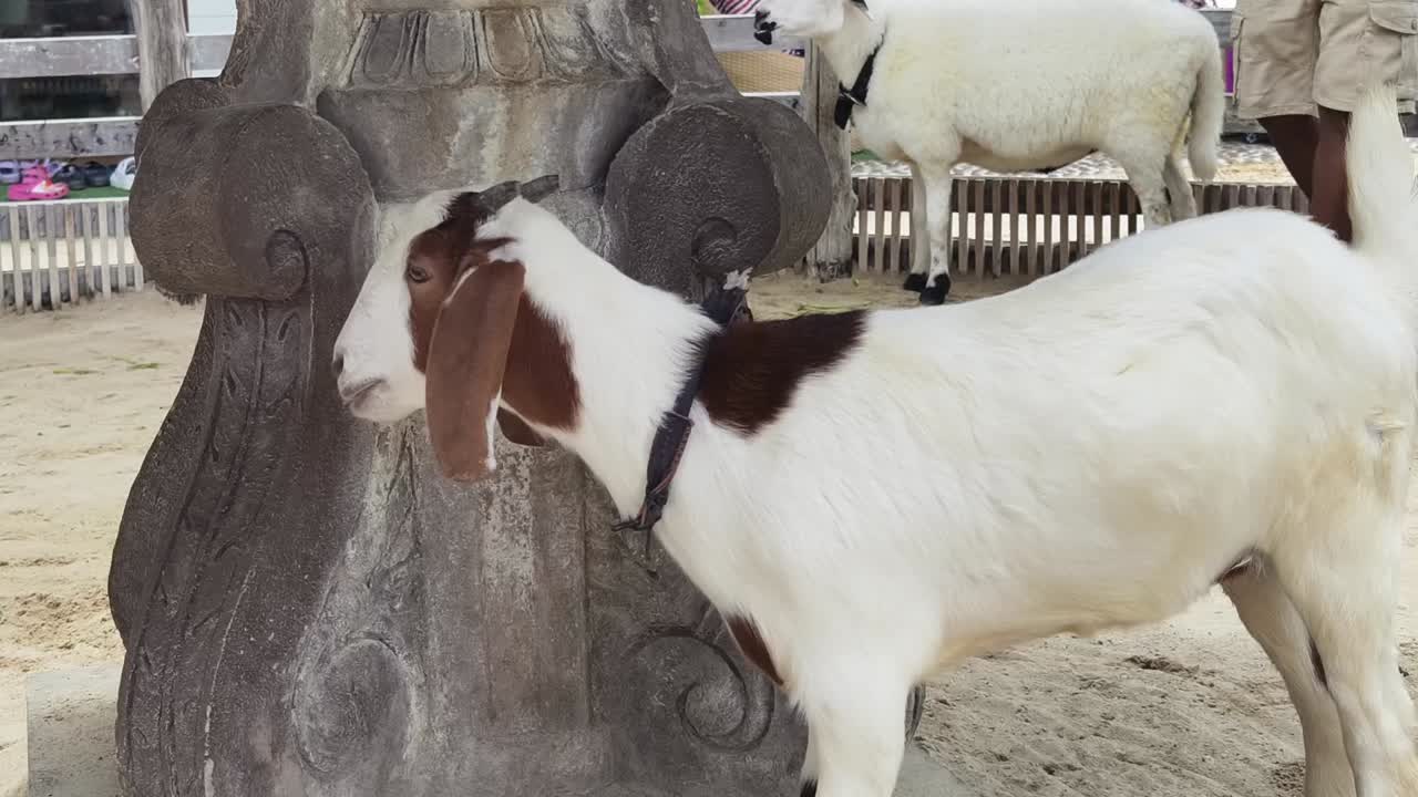 기둥 근처 에 있는 염소 와 양