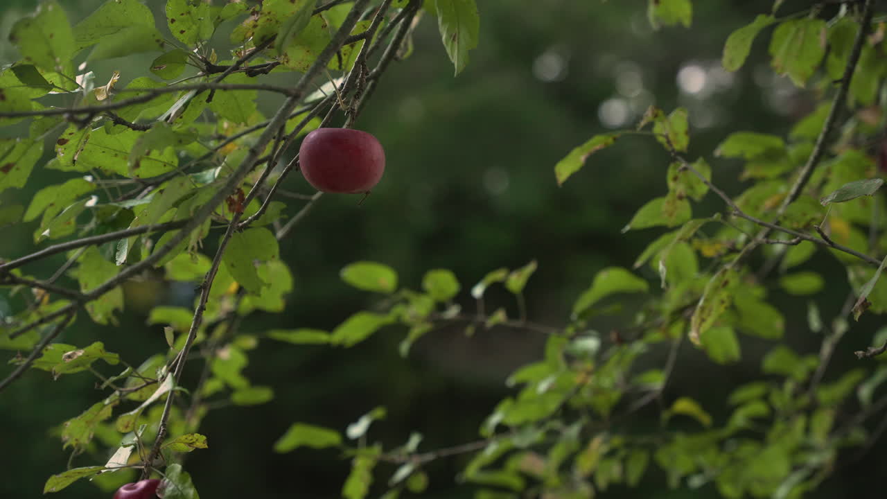 Manzana colgando de la rama de un árbol durante la temporada de follaje de otoño 4k 24fps