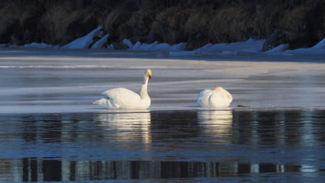 cygnus cygnus o pareja de cisnes cantores descansando sobre un hielo en un lago
