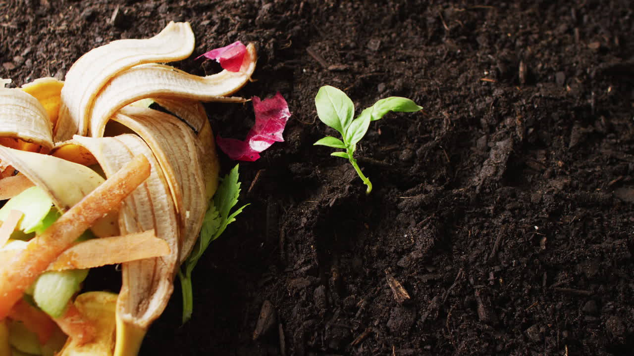 Video di scarti organici di frutta e verdura per il compostaggio e una piantina in terriccio scuro, con spazio per il testo.