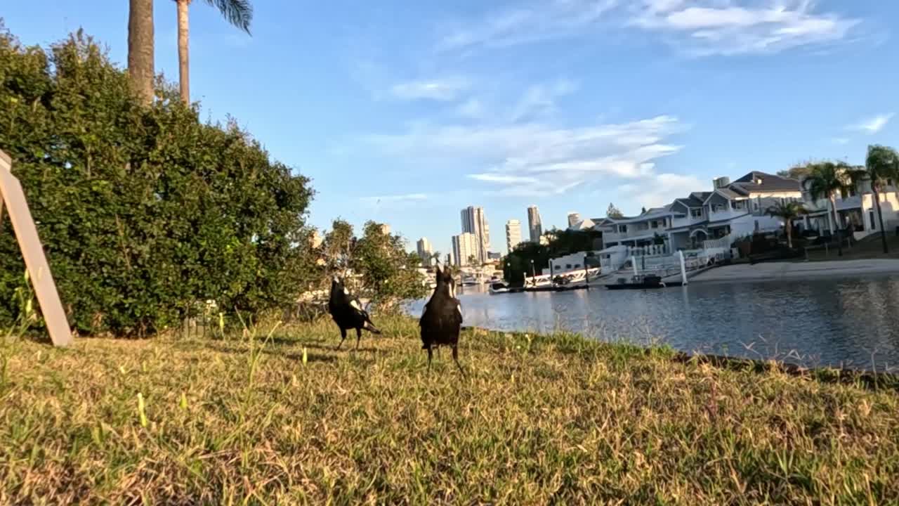 마그피는 땅을 잡고, 먹이를 찾고, 물 근처에서 상호 작용합니다.