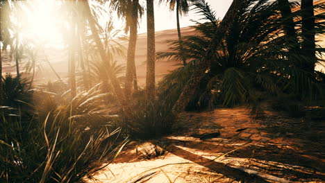 the palms oasis trail is one of many popular hikes in national park