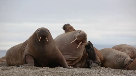 Morsas-Moviéndose-Mientras-Están-Tumbadas-En-La-Playa,-Y-Una-De-Ellas-Se-Rasca-La-Cabeza