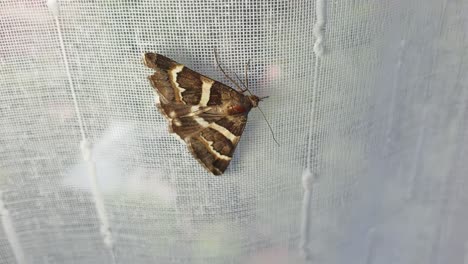 Beautiful-brown-moth-with-golden-brown-and-yellow-textured-wings-resting-on-a-window-curtain-inside-home