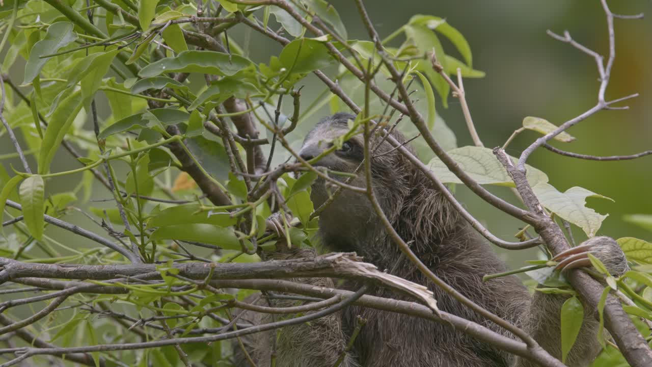 perezoso colgando de las ramas de los árboles en la costa caribeña de costa rica, follaje verde exuberante