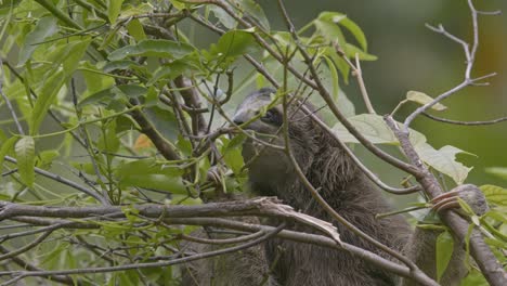 Sloth-hanging-from-tree-branches-on-the-Caribbean-coast-of-Costa-Rica,-lush-green-foliage