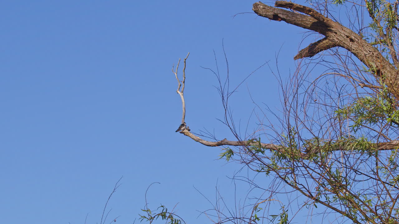 Bird ballet: purple martins showing off in midair during mating rituals.