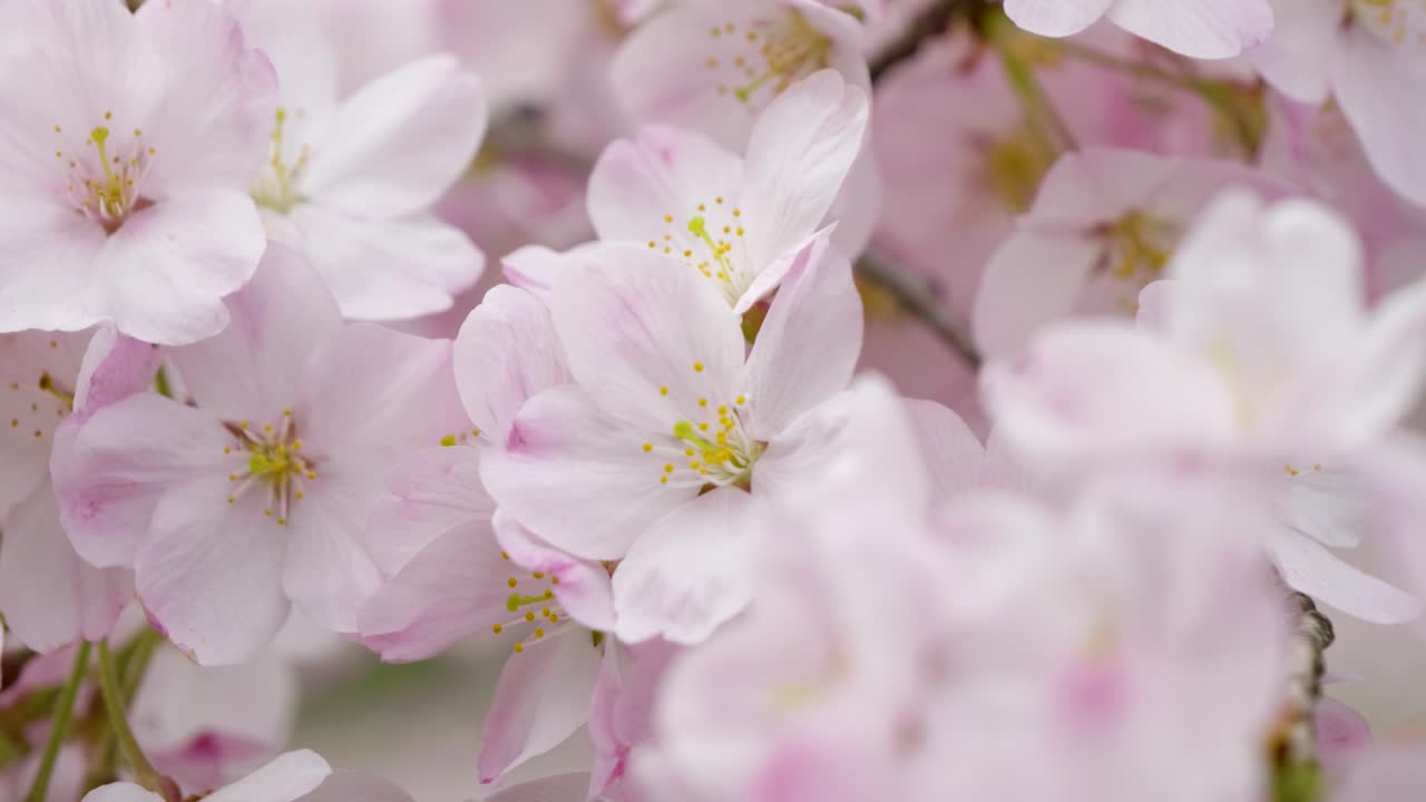 Full blooming Sakura cherry blossoms, close up