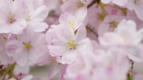 full blooming sakura cherry blossoms, close up