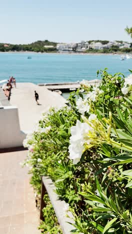 white flowers framing a pier and blue sea in summer