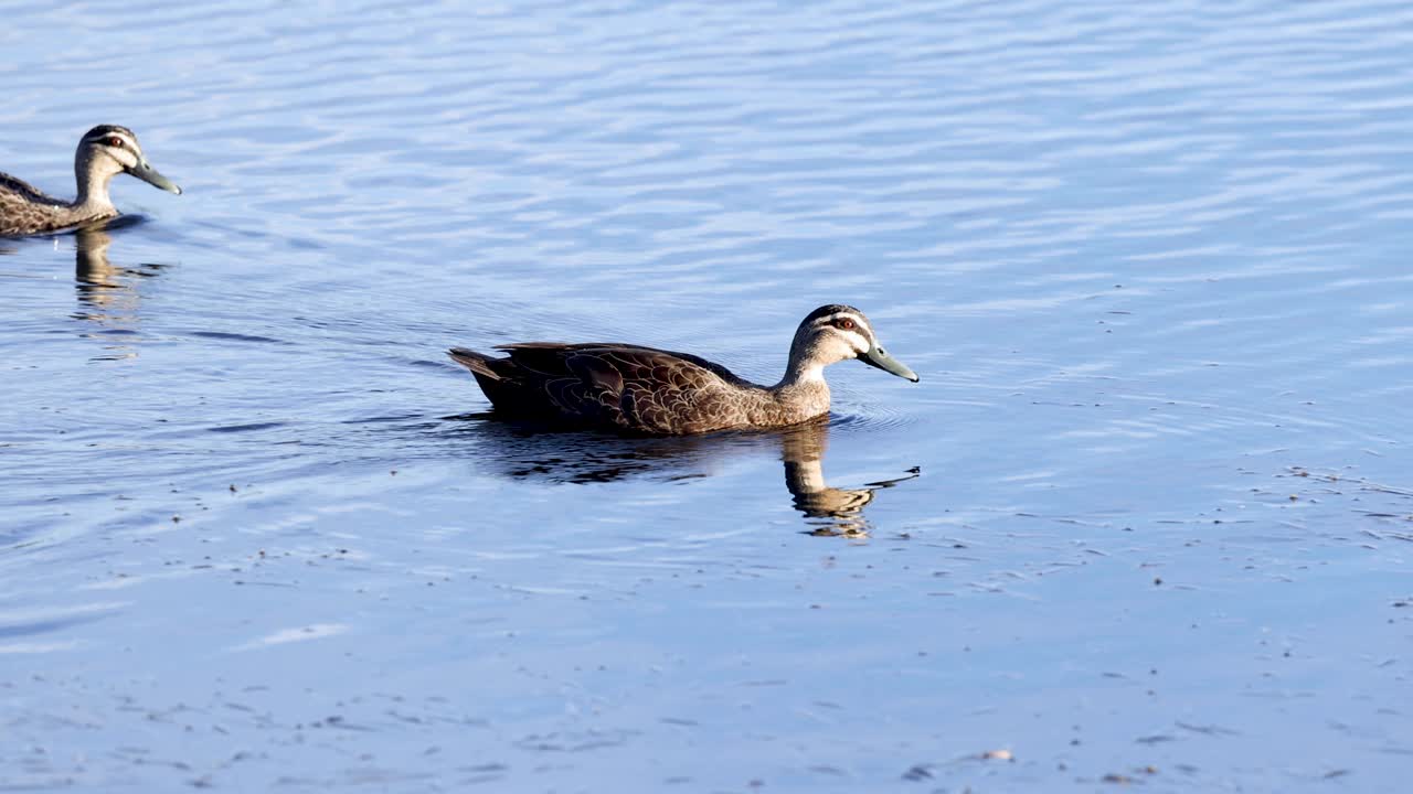 한 의 오리들이 수영하고 상호 작용하고 있습니다.
