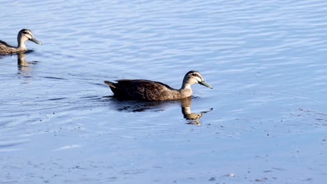 un par de patos nadando e interactuando