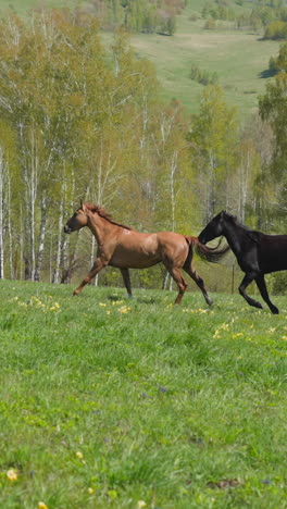 young strong sorrel and black horses run fast along blooming meadow past autumn forest on hills slow motion. fleet footed equine animals in wild nature