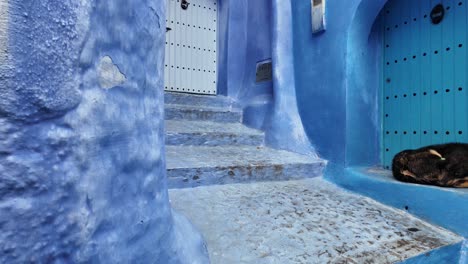 dog sleeping in the blue city medina of chefchaouen morocco