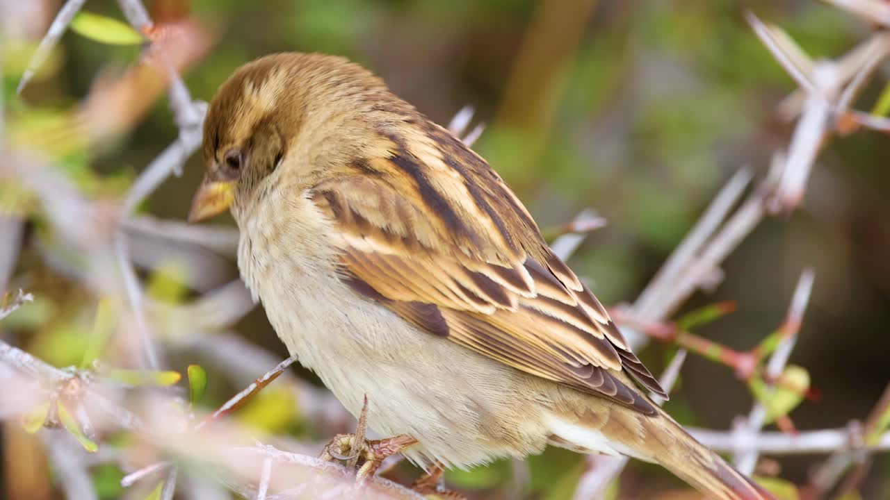 A sparrow rests on branches in Lake Tekapo, New Zealand. Natural lighting highlights its detailed plumage against a blurred background