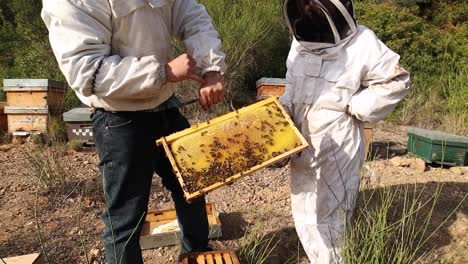 beekeepers using smoker in apiary