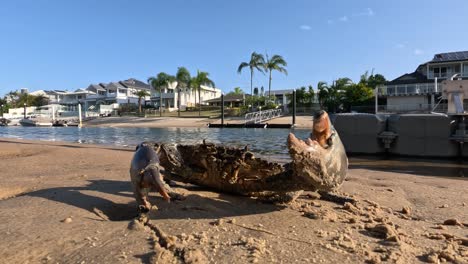 mud crab traverses sandy beach in coastal setting