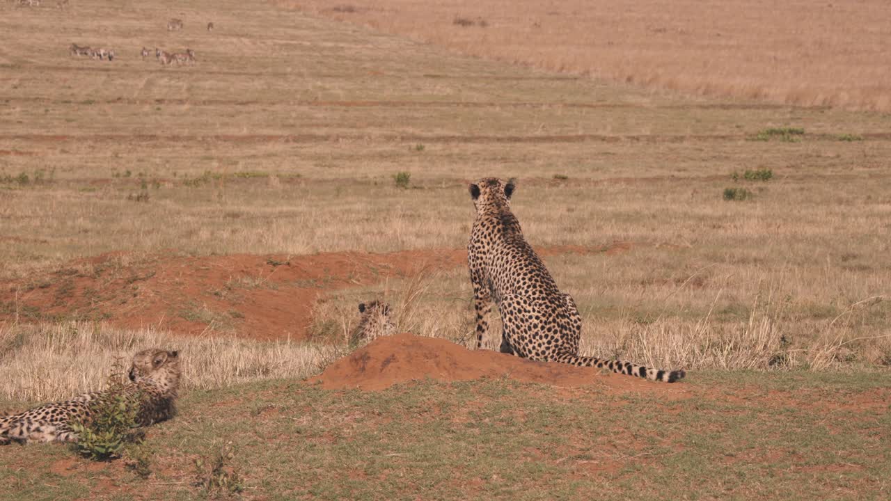 tres guepardos en la sabana africana observando la manada de cebras en la distancia