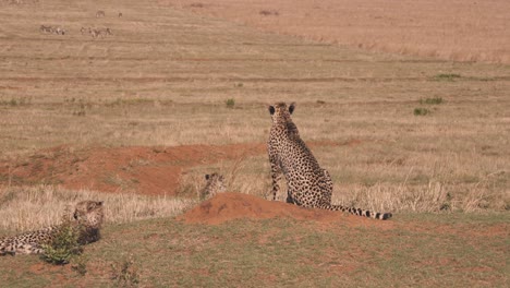 Tres-Guepardos-En-La-Sabana-Africana-Observando-La-Manada-De-Cebras-En-La-Distancia