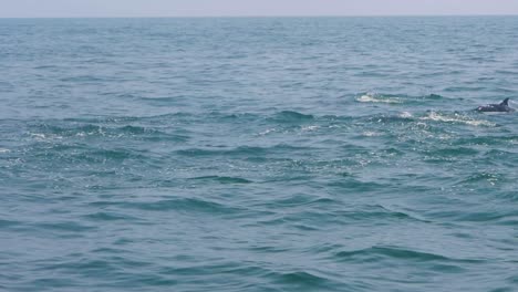Enorme-Grupo-De-Delfines-Nadando-Y-Saltando-Fuera-Del-Agua-En-Crystal-Cear-Bluw-Agua-Justo-Frente-A-La-Costa-De-Mascate,-Omán