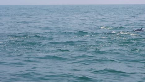 enorme grupo de delfines nadando y saltando fuera del agua en crystal cear bluw agua justo frente a la costa de mascate, omán
