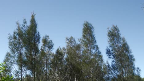 Tall-tree,-green-branches-in-summer,-moving-gentle-with-the-wind,-forest